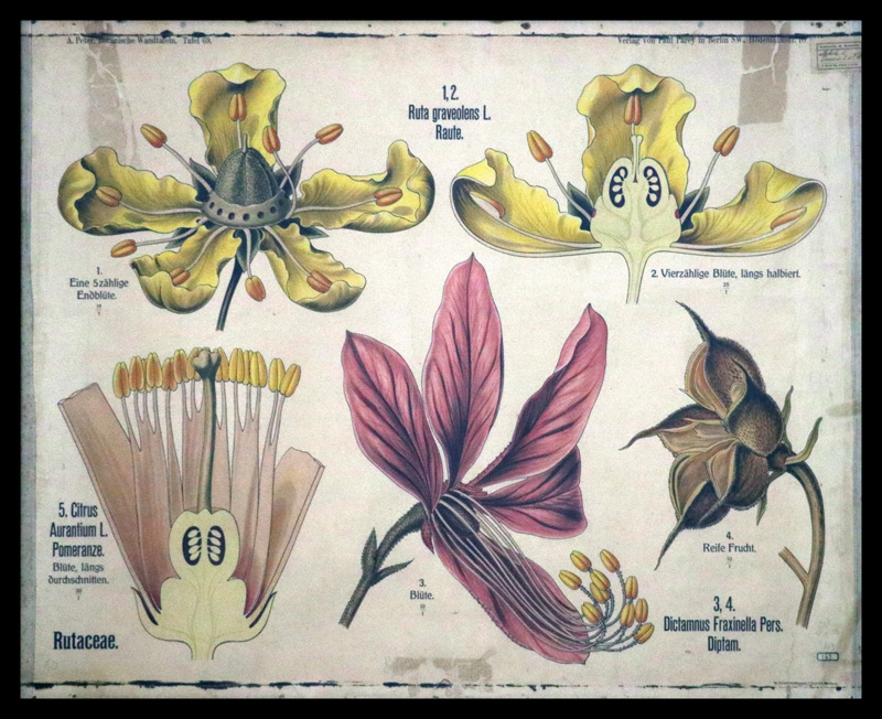 Tafel 69 Rutaceae